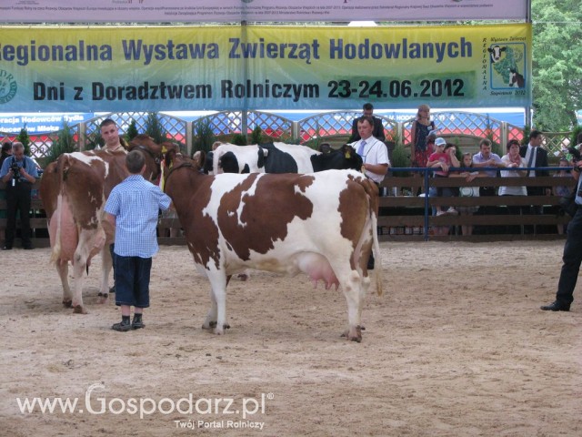 Bydło - Szepietowo 2012 XIX Regionalna Wystawa Zwierząt Hodowlanych - 44