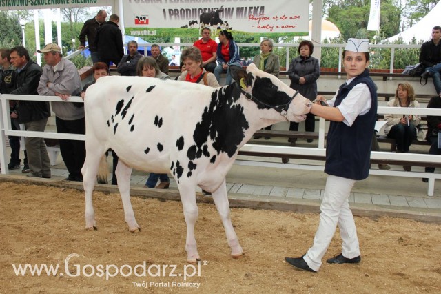 VII Ogólnopolska Wystawa Bydła Hodowlanego - 14