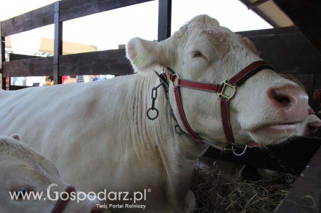 Bydło - Szepietowo 2012 XIX Regionalna Wystawa Zwierząt Hodowlanych - 35