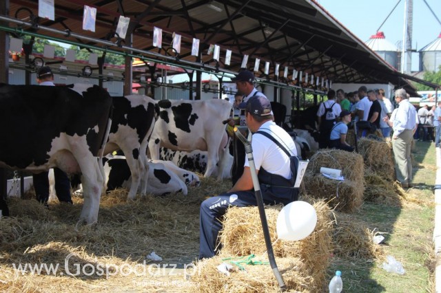 Bydło - Szepietowo 2012 XIX Regionalna Wystawa Zwierząt Hodowlanych - 1