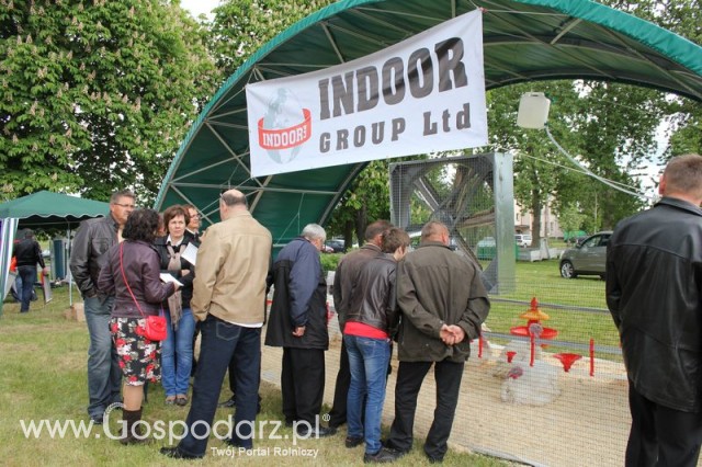 Pierwsze dni indyka w Koźminku