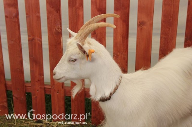 IZOO Balice dzień drugi  - 30