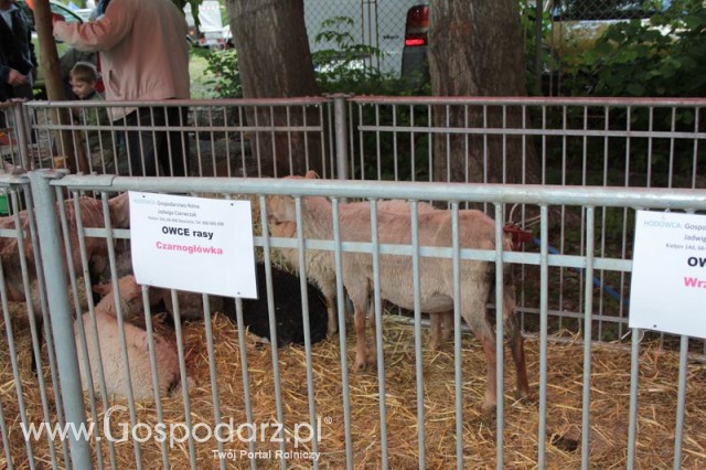 Owce ras górska, wrzosówka, czarnogłówka