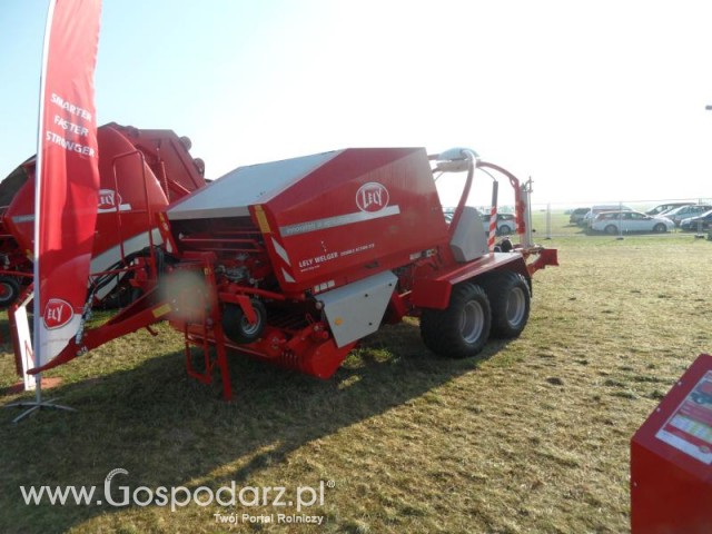 Prasoowijarka stałokomorowa 