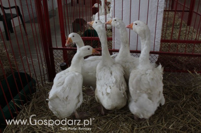 Drób - Szepietowo 2012 XIX Regionalna Wystawa Zwierząt Hodowlanych - 53