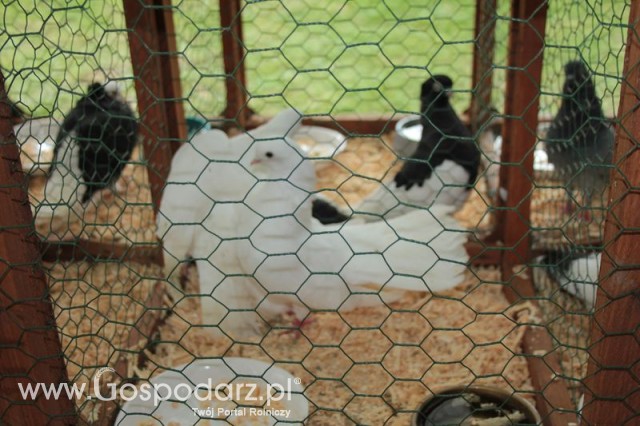 Gołębie Czylik Rostowski