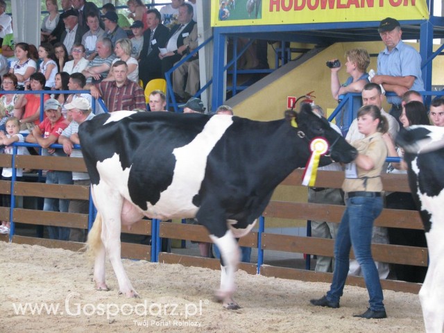 Bydło - Szepietowo 2012 XIX Regionalna Wystawa Zwierząt Hodowlanych - 45
