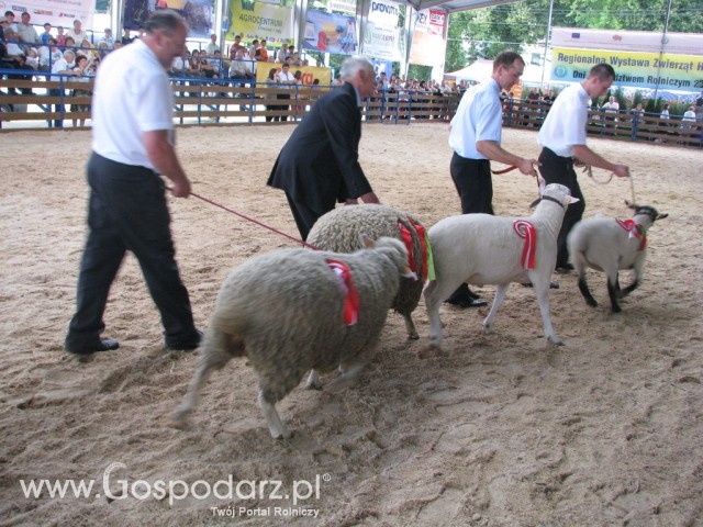 Owce - Szepietowo 2012 XIX Regionalna Wystawa Zwierząt Hodowlanych - 31