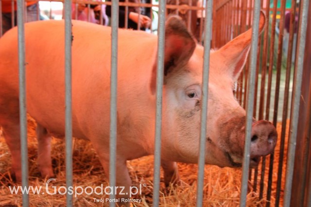 XX Targi Rolnicze Lubniewice