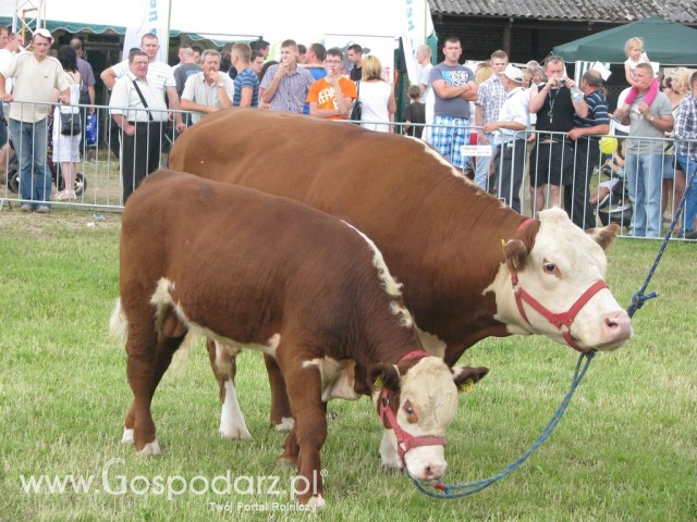 Bydło - Szepietowo 2012 XIX Regionalna Wystawa Zwierząt Hodowlanych - 55