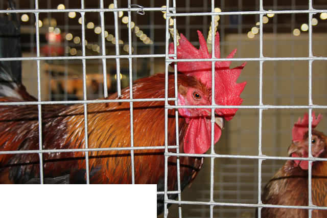 Foto reportaż z Międzynarodowych Targów Hodowli Zwierząt FARMA