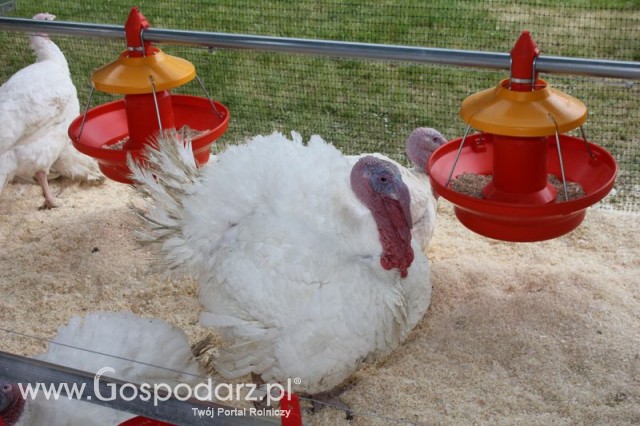 Pierwsze dni indyka w Koźminku