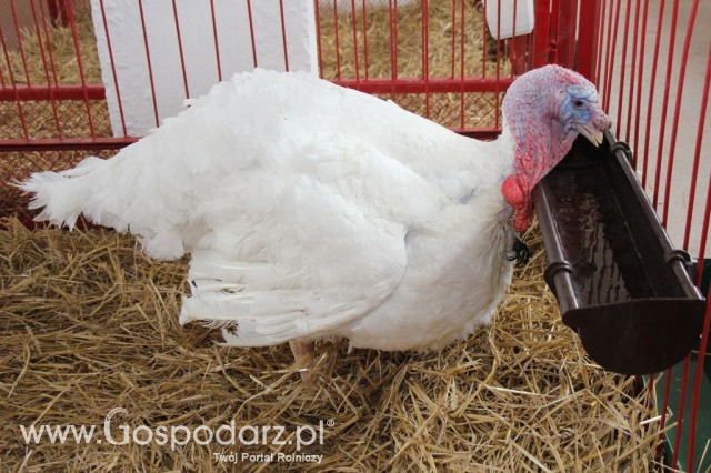 Drób - Szepietowo 2012 XIX Regionalna Wystawa Zwierząt Hodowlanych - 50