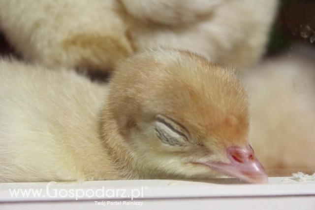 Pierwsze dni indyka w Koźminku