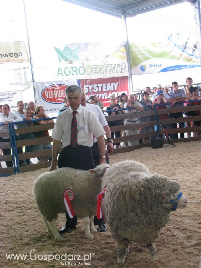 Owce - Szepietowo 2012 XIX Regionalna Wystawa Zwierząt Hodowlanych - 45