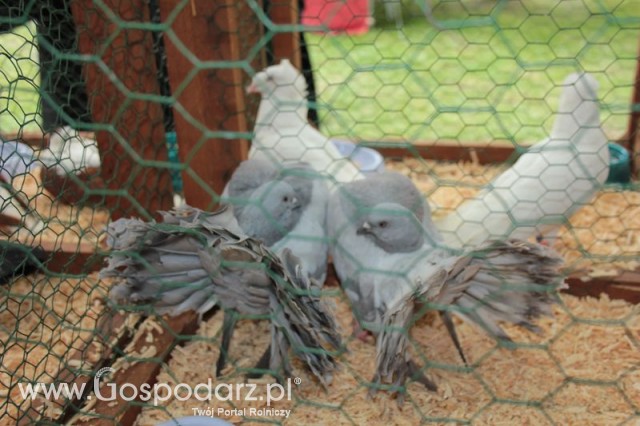 Gołębie Pawik Pulsujący