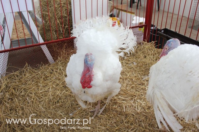 Drób - Szepietowo 2012 XIX Regionalna Wystawa Zwierząt Hodowlanych - 34