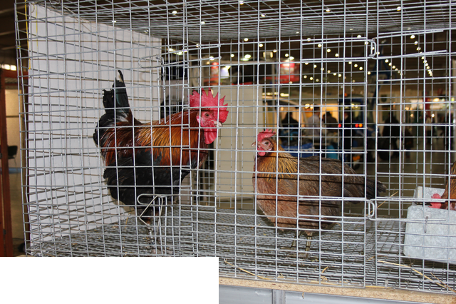 Foto reportaż z Międzynarodowych Targów Hodowli Zwierząt FARMA