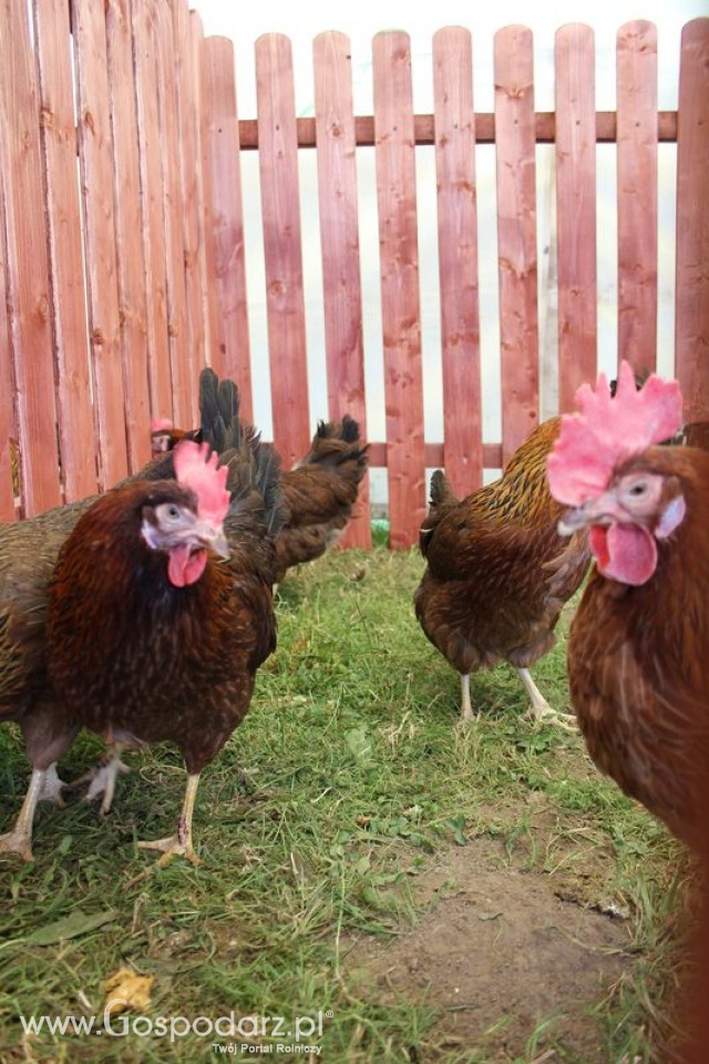 Żółtonóżka kuropatwiana Ż-33