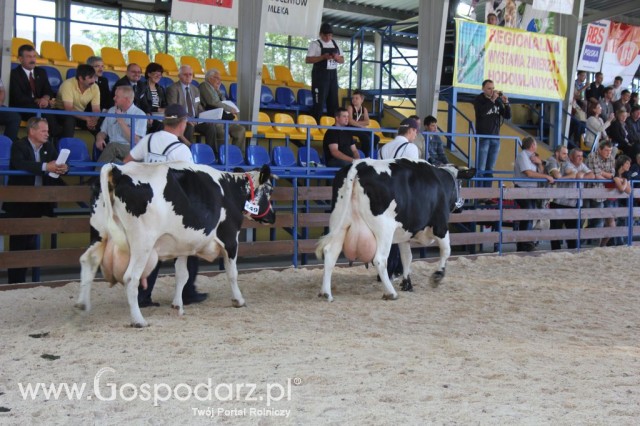 Bydło - Szepietowo 2012 XIX Regionalna Wystawa Zwierząt Hodowlanych - 6