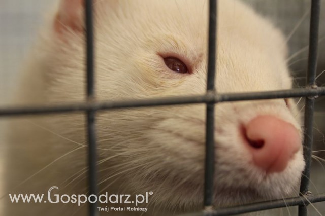 IZOO Balice dzień drugi  - 70