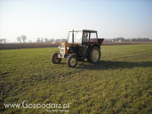 Ursus c330M w akcji Saletrzany atak czyli Siew nawozu 2012