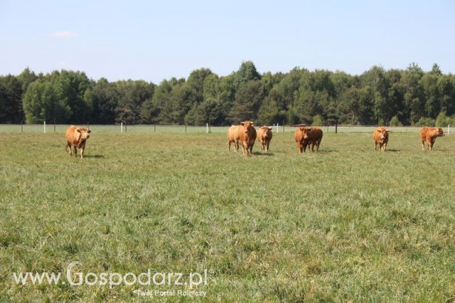 Wypas bydła zdjęcie nr 19