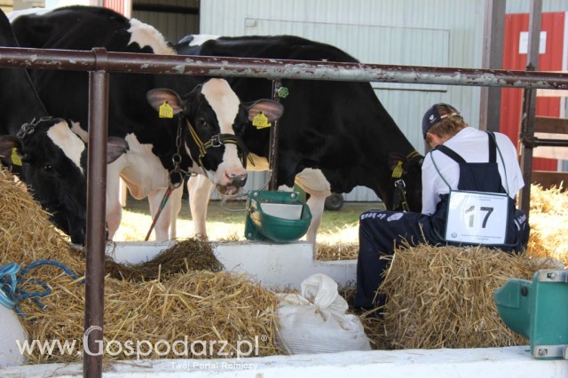 Bydło - Szepietowo 2012 XIX Regionalna Wystawa Zwierząt Hodowlanych - 38