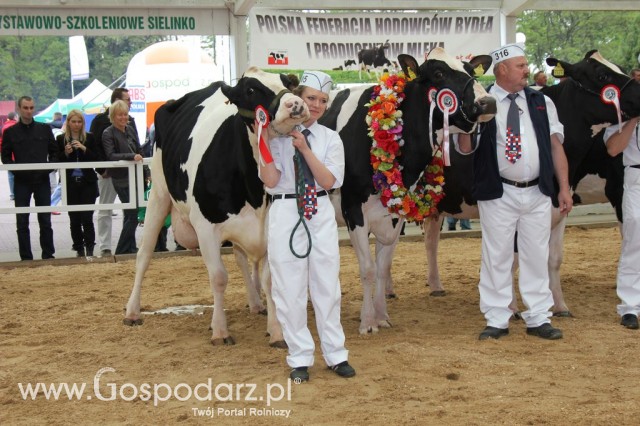 Prezentacja Championów na VII Ogólnopolskiej Wystawie Bydła Hodowlanego w Sielinku 2012 - 14