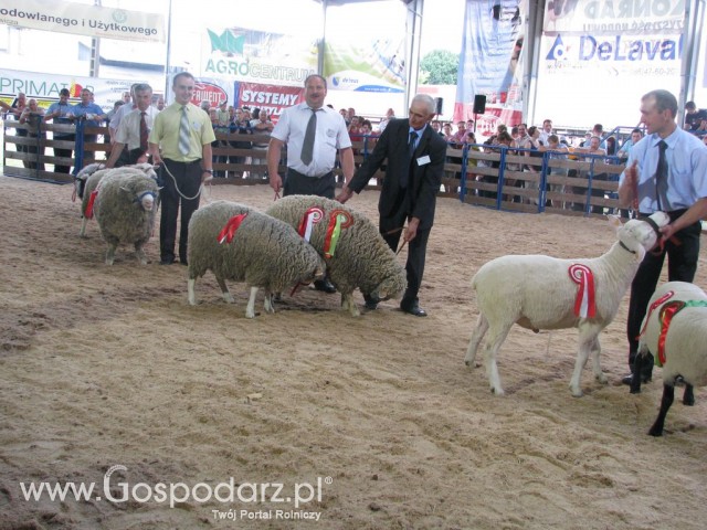 Owce - Szepietowo 2012 XIX Regionalna Wystawa Zwierząt Hodowlanych - 35
