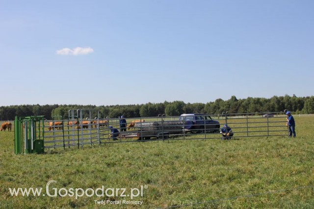 Wypas bydła zdjęcie nr 22