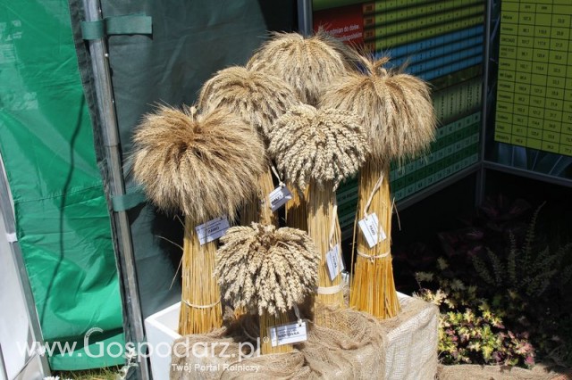 Polskie Zboża 2011 - Sobota