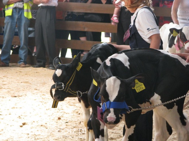 Młody Hodowca - Szepietowo 2012 - 36