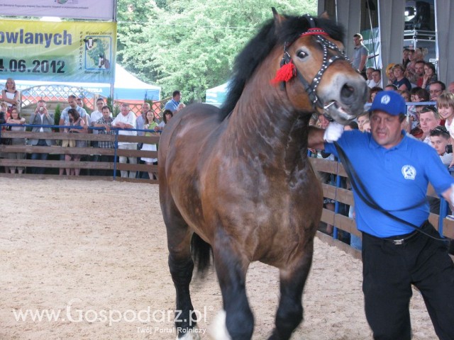 Konie - Szepietowo 2012 XIX Regionalna Wystawa Zwierząt Hodowlanych - 35