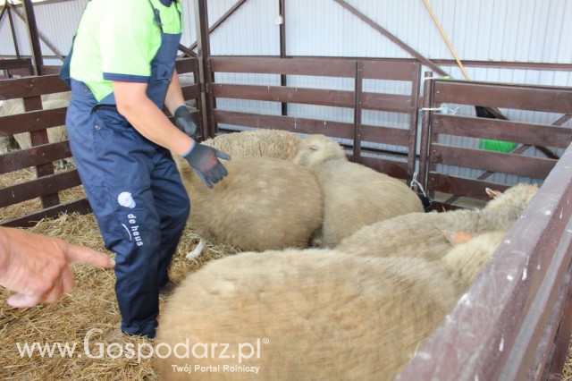 Owce - Szepietowo 2012 XIX Regionalna Wystawa Zwierząt Hodowlanych - 7