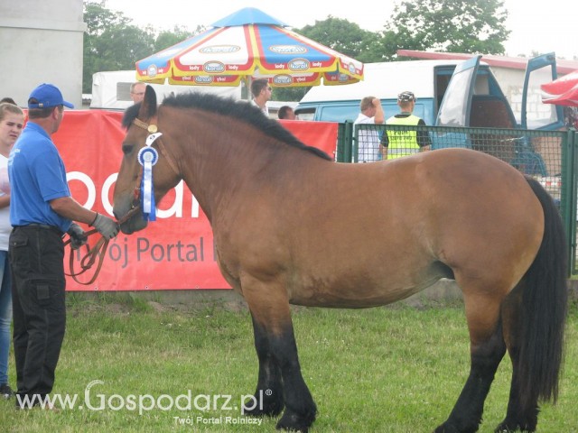 Konie - Szepietowo 2012 XIX Regionalna Wystawa Zwierząt Hodowlanych - 22