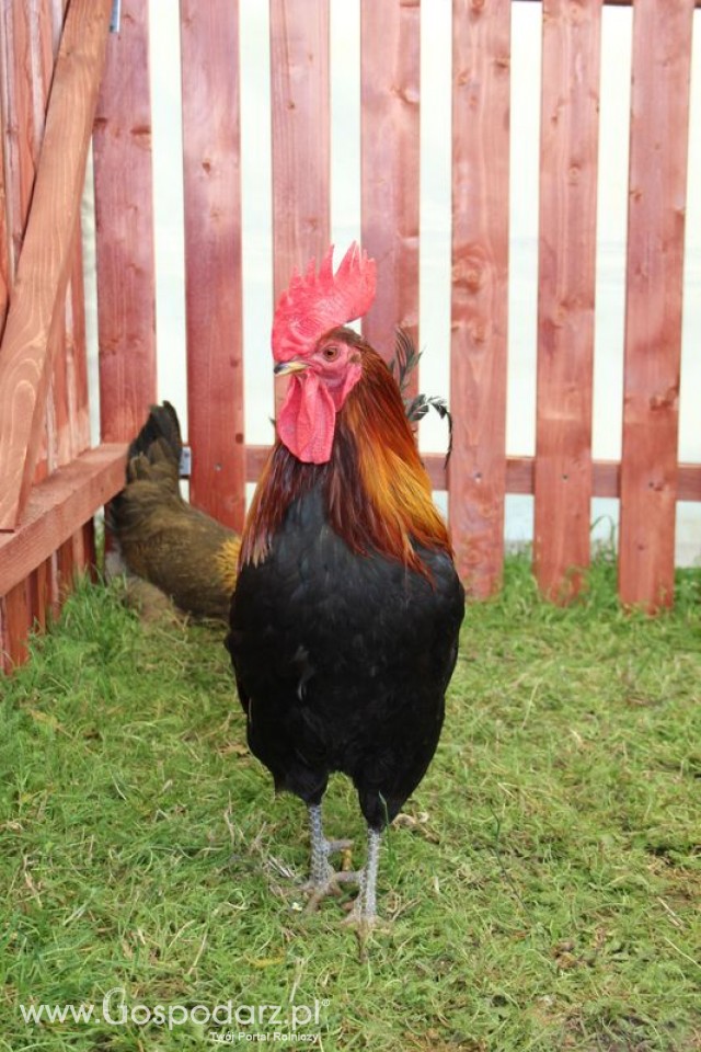 Zielononóżka kuropatwiana z-11