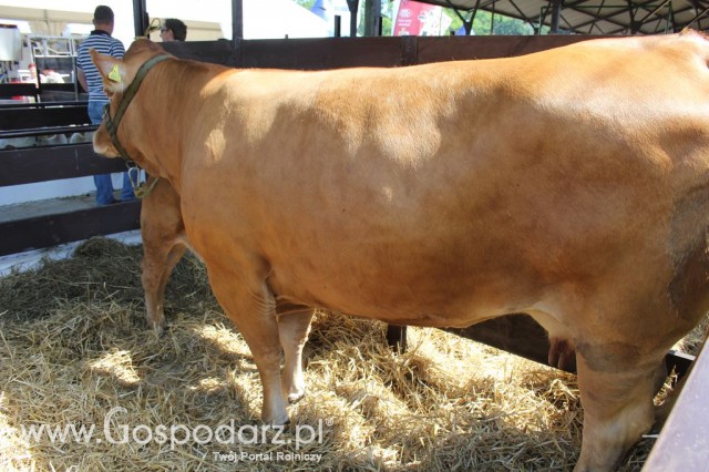 Bydło - Szepietowo 2012 XIX Regionalna Wystawa Zwierząt Hodowlanych - 25
