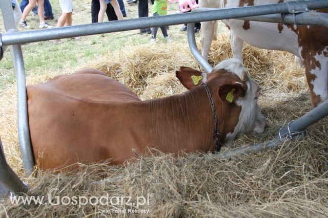 XX Targi Rolnicze Lubniewice