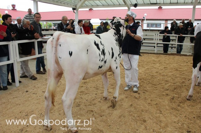 VII Ogólnopolska Wystawa Bydła Hodowlanego - 18