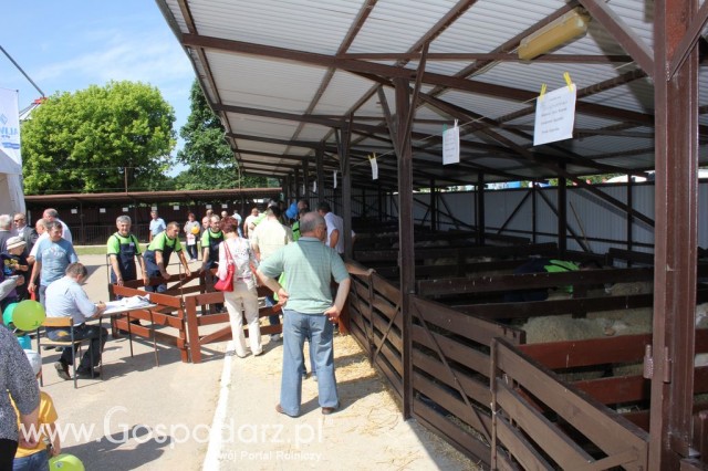 Owce - Szepietowo 2012 XIX Regionalna Wystawa Zwierząt Hodowlanych - 1