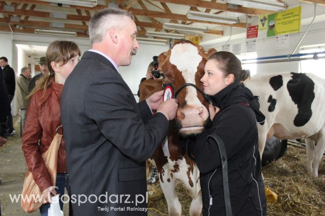 VII Ogólnopolska Wystawa Bydła Hodowlanego - 166
