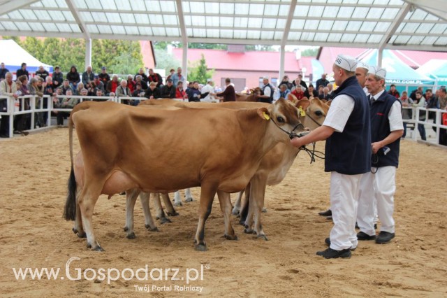 VII Ogólnopolska Wystawa Bydła Hodowlanego - 122