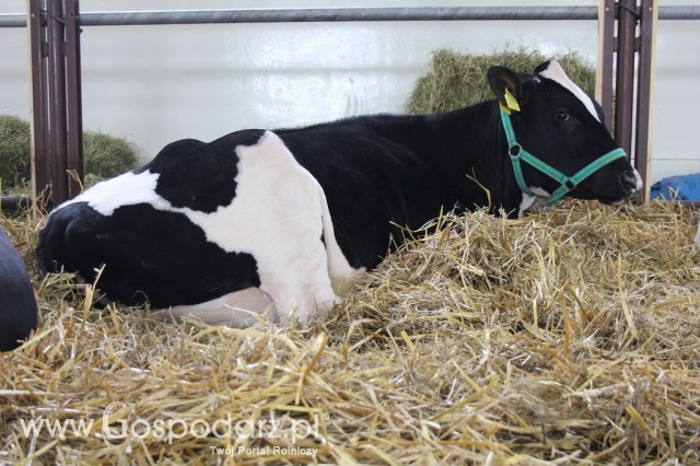 VII Ogólnopolska Wystawa Bydła Hodowlanego - 76