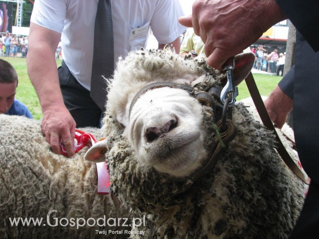Owce - Szepietowo 2012 XIX Regionalna Wystawa Zwierząt Hodowlanych - 15