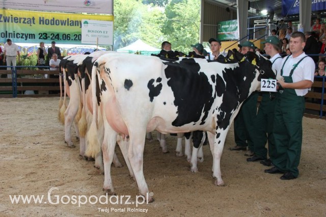 Bydło - Szepietowo 2012 XIX Regionalna Wystawa Zwierząt Hodowlanych - 93