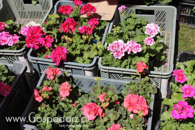 XXII Targi Rolniczo-Ogrodnicze Kościerzyn 2012 - 116