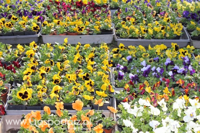 Foto reportaż z Targów Rolno-Ogrodnicze AGROMARSZ Marszew 2011