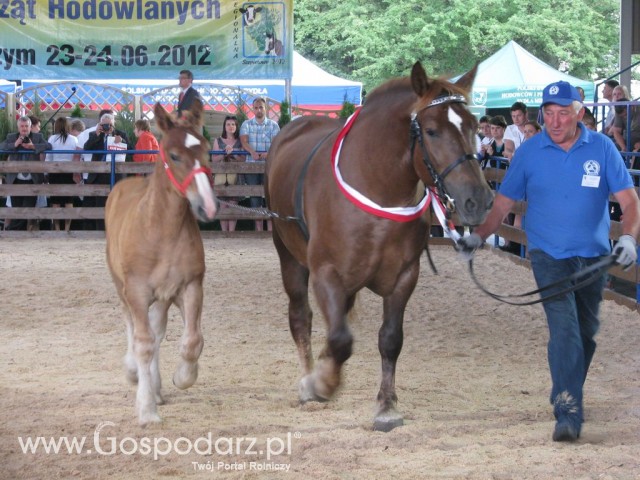 Konie - Szepietowo 2012 XIX Regionalna Wystawa Zwierząt Hodowlanych - 31