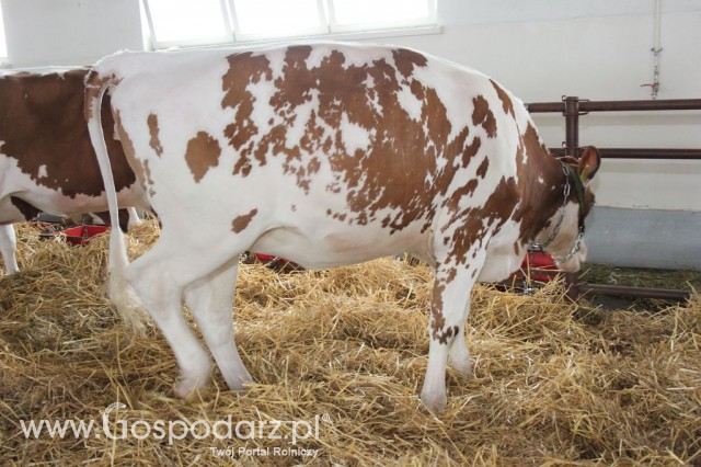 VII Ogólnopolska Wystawa Bydła Hodowlanego - 156